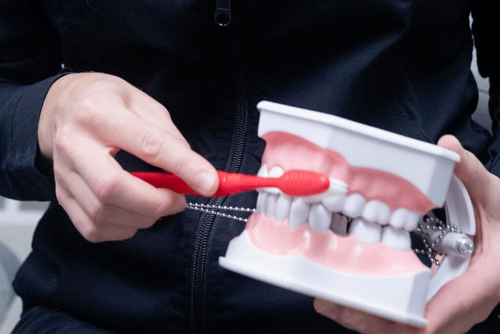 Model showing correct method of brushing teeth